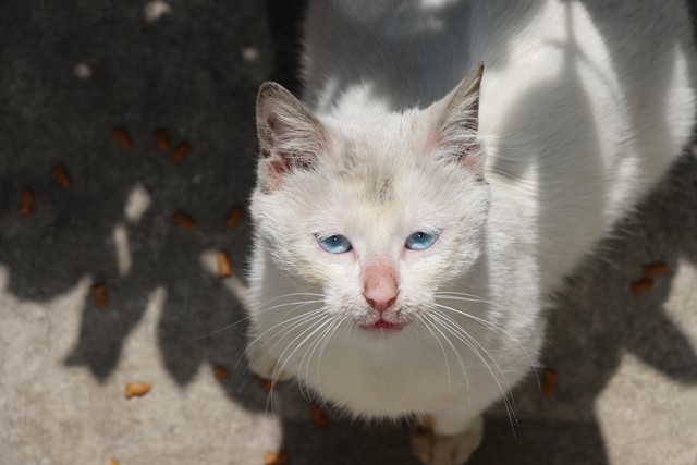 喂猫兼职赚5000,0门槛互联网赚钱副业