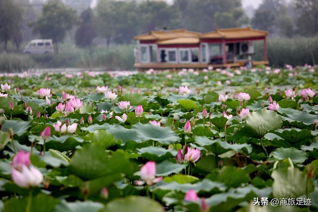 快过年了我该说点什么,河南过年的小吃有哪些