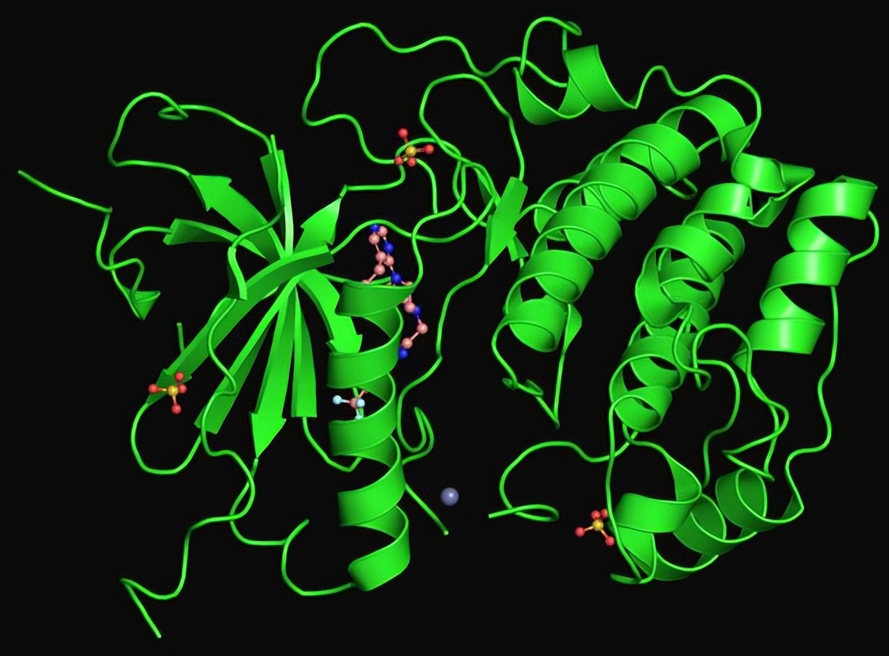 健身增肌饮食原理,健身增肌的生物学原理是什么