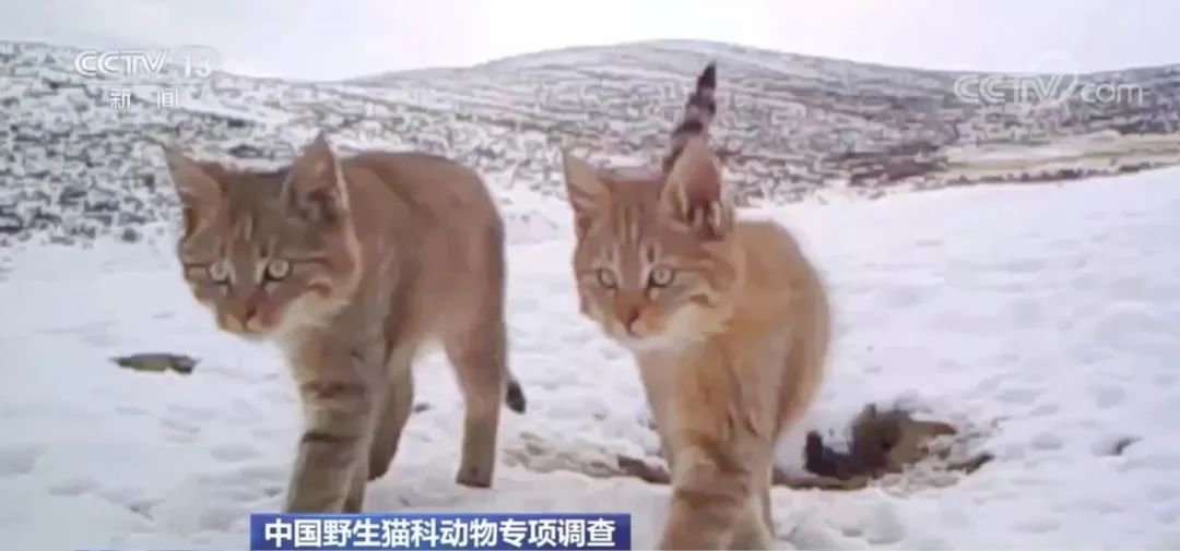 鐚墍鏈夊搧绉嶅叏瀹剁,鐚叏瀹剁