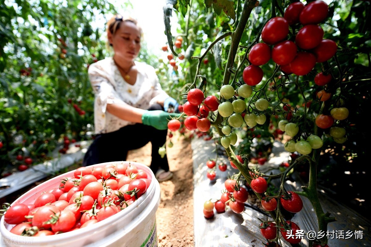 三农种植哪些蔬菜最赚钱,种植收益最高的蔬菜