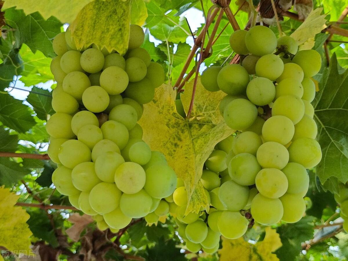 大兴区自驾游推荐景点,北京大兴区公园景点