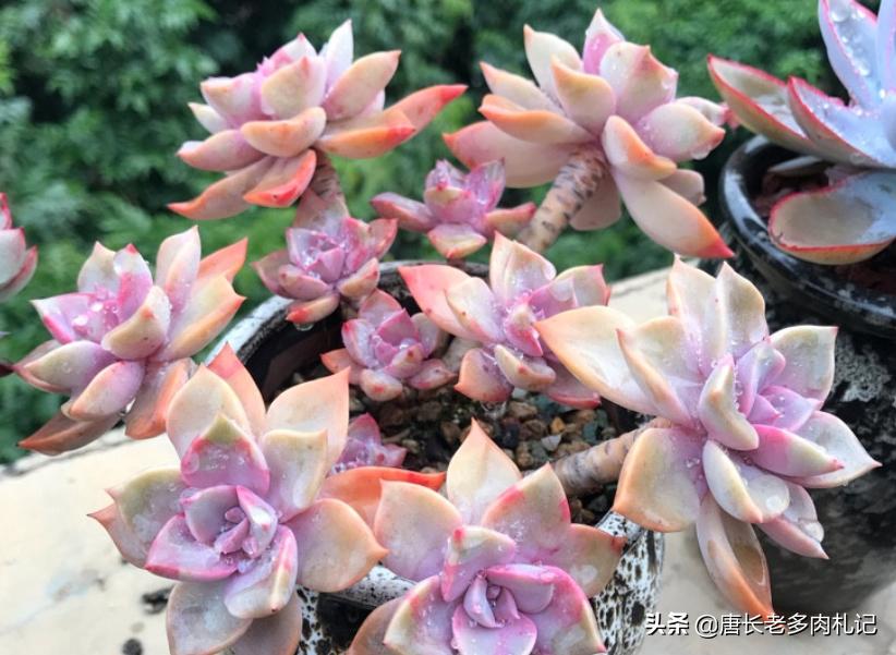 多肉耐涝,多肉耐冻什么程度