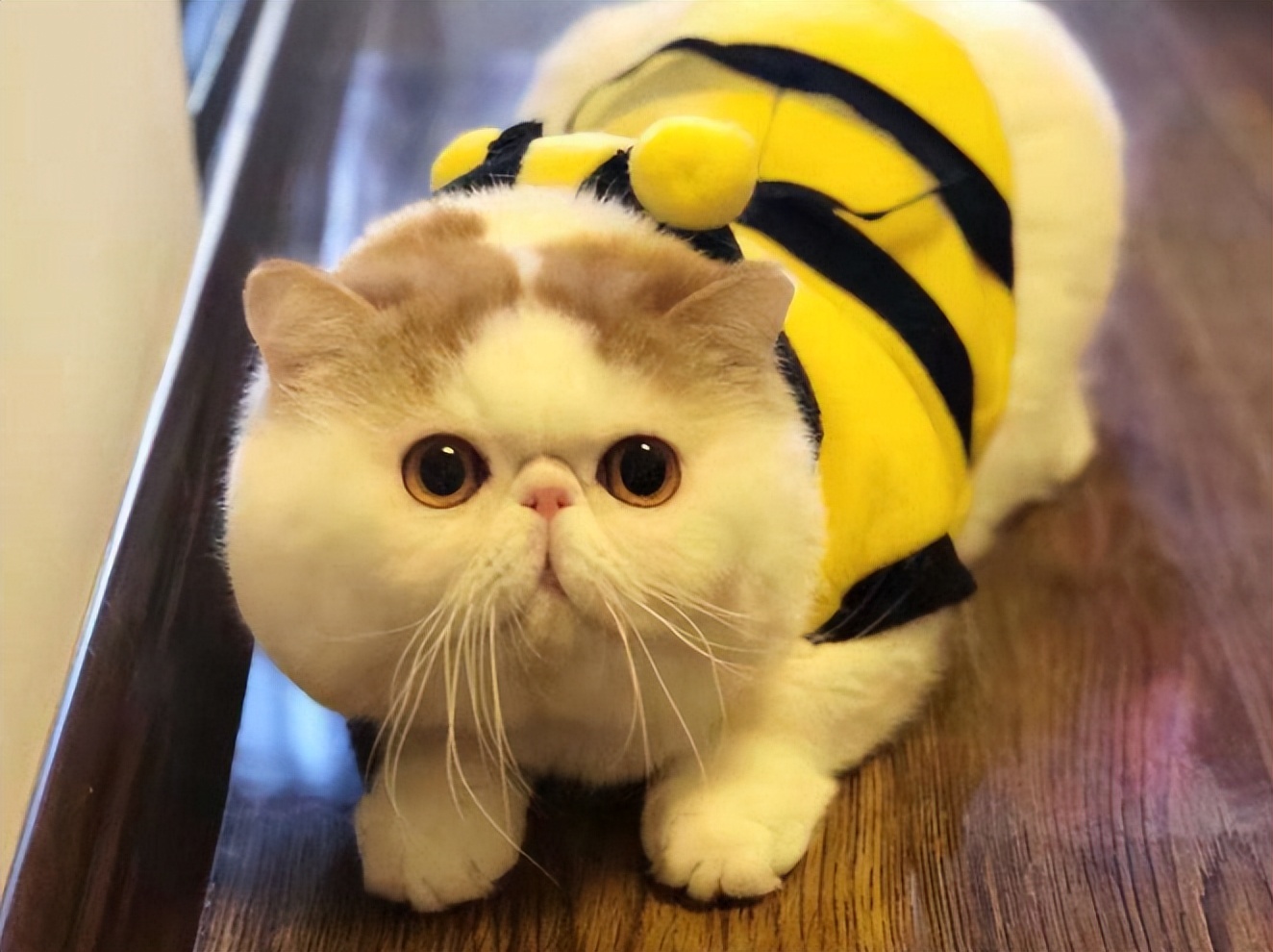 入坑猫,入坑猫咪