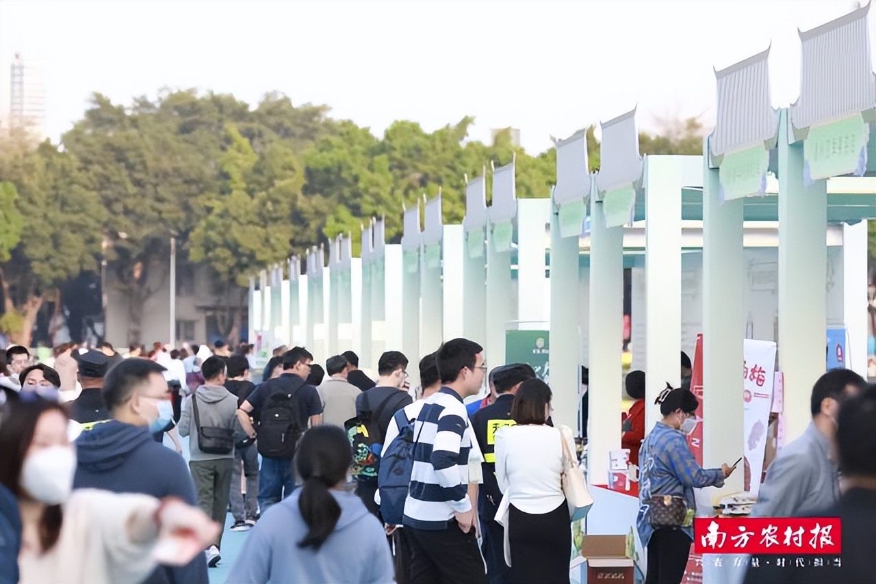 潮州金山橄榄,老树橄榄和潮州橄榄