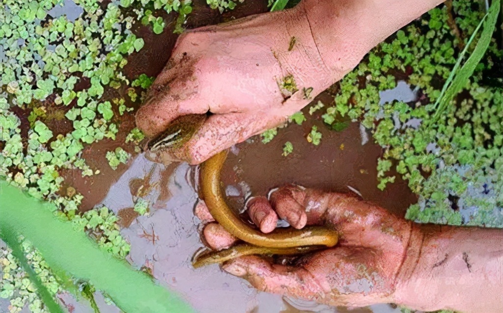 黄鳝在土里靠什么生存,黄鳝生活在淡水还是海水
