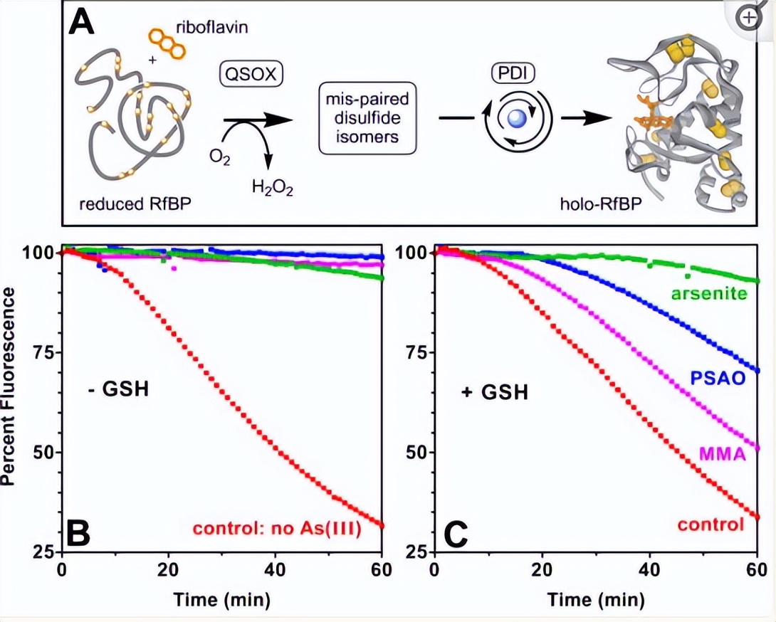 探究砷（III）物质在体外抑制氧化蛋白折叠应用