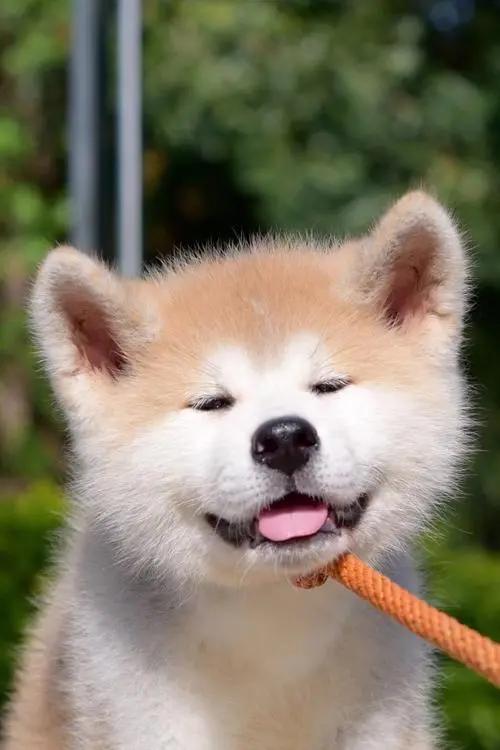 养狗新手最适合养的是什么狗呢,养狗千万别养这几种狗