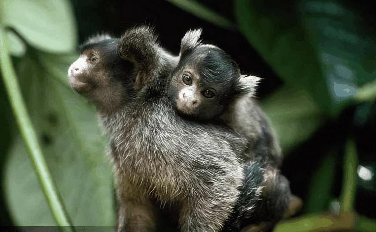 男人在路边意外捡到一只野猴子,男子捡到一只猴子带回家