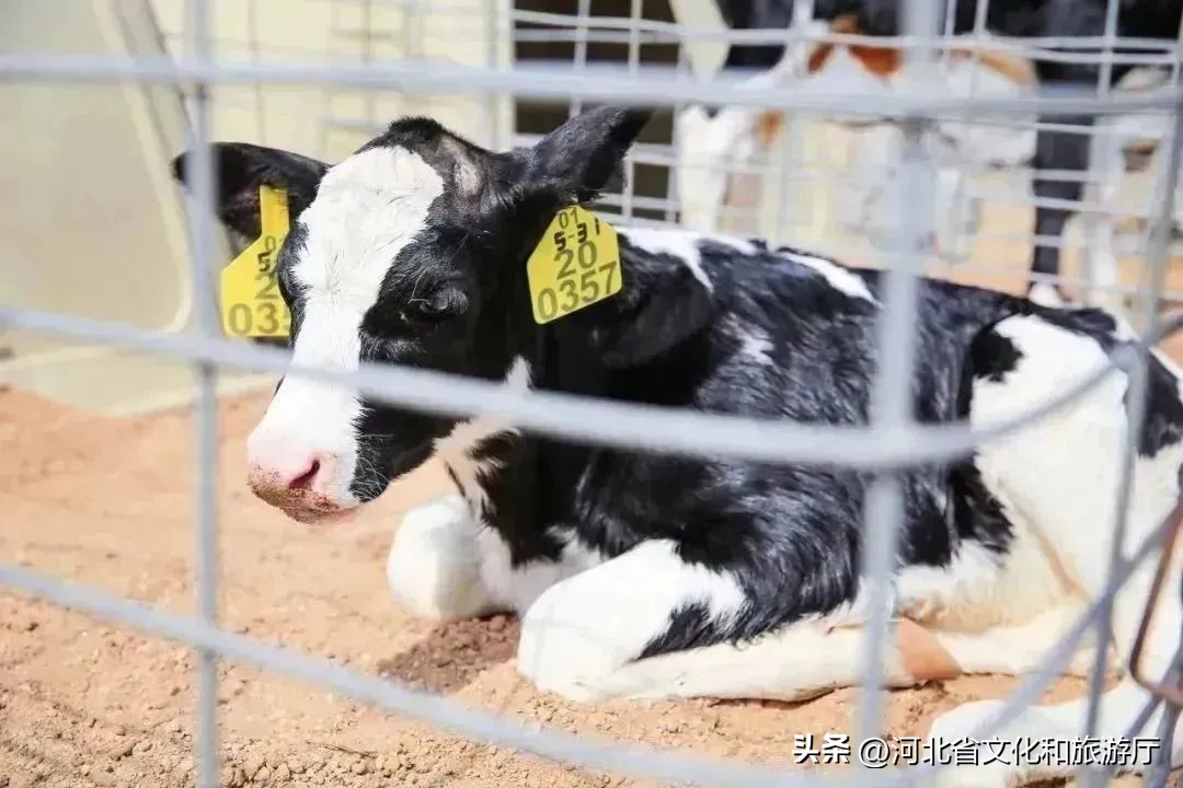 明星来保定视频,明星来河北