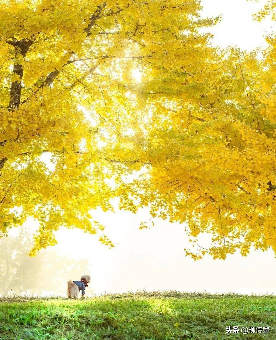 手机拍照怎么样才能拍出高级感,自行车人像拍照怎么拍出高级感