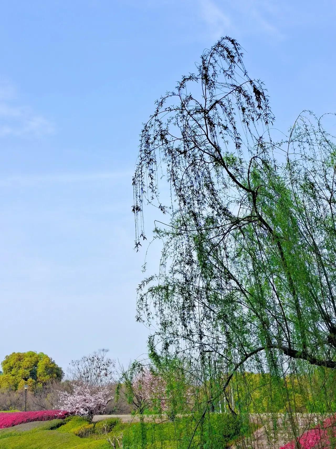 有关柳的诗句唐诗宋词,唐代诗人写的咏柳