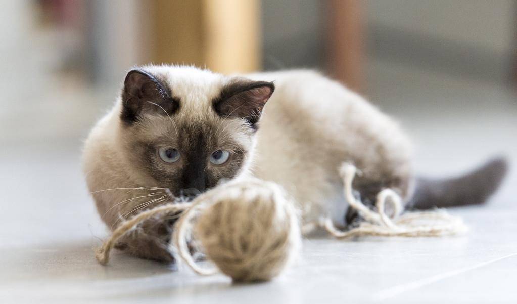 这5种猫堪称白眼狼养了也白养,新手最容易养的5种猫