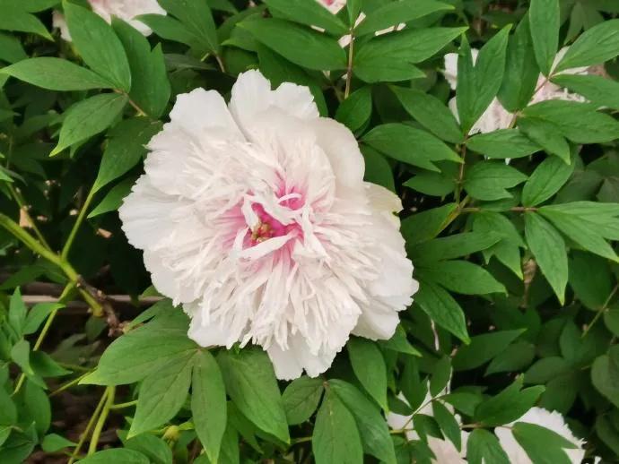 银丝贯顶牡丹只有一棵吗,珍贵牡丹花银丝贯顶