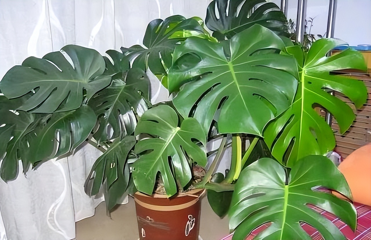 养花达人必备的44个养花绝技,8个实用的养花小技巧