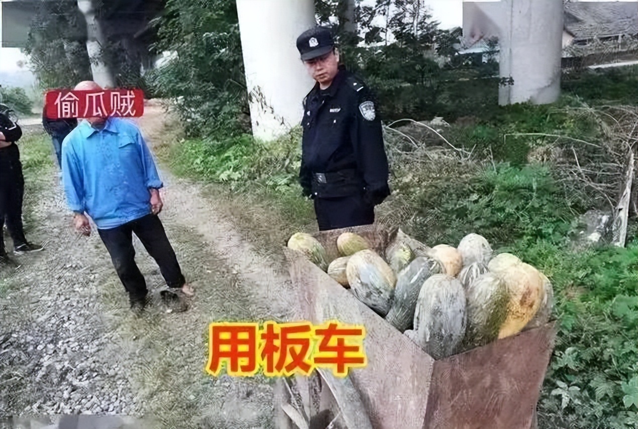 女大学生回乡创业被老人偷,大学生回农村创业被老人偷