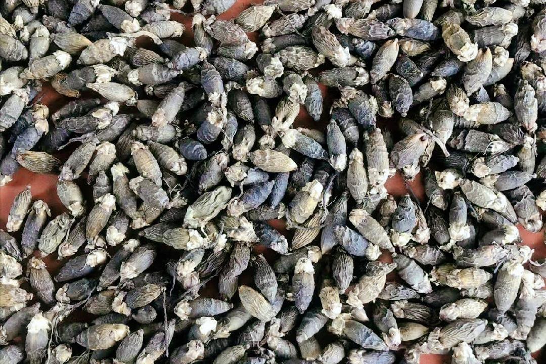 槟榔什么时候被定为一级致癌物,槟榔被定为一级致癌物禁售了吗