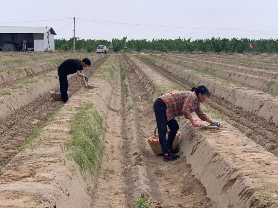 姘告祹鑺︾瑡,姘告祹鑺︾瑡鐜扮姸