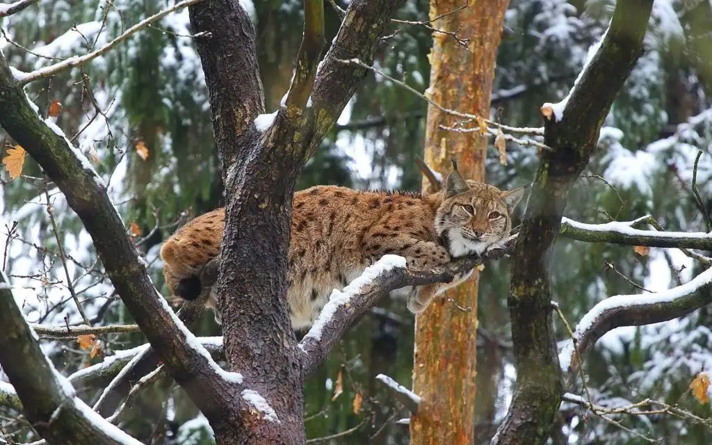 老虎豹子都会洗澡为什么猫不会,老虎为什么不会爬树猫会爬