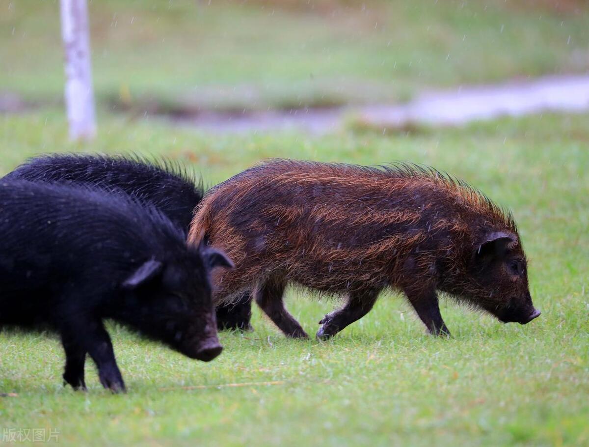 中国最著名的顶级食材是什么,中国公认六大顶级食材