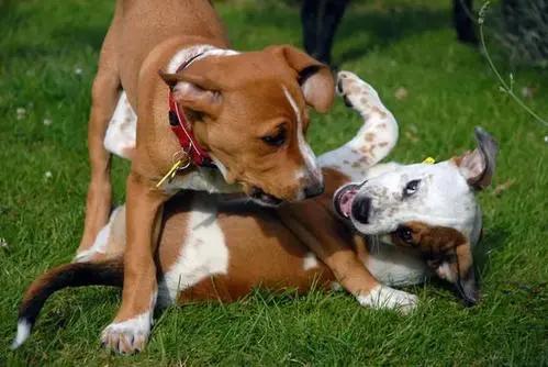 狗狗交配期间，千万不能打断它们，后果你想象不到