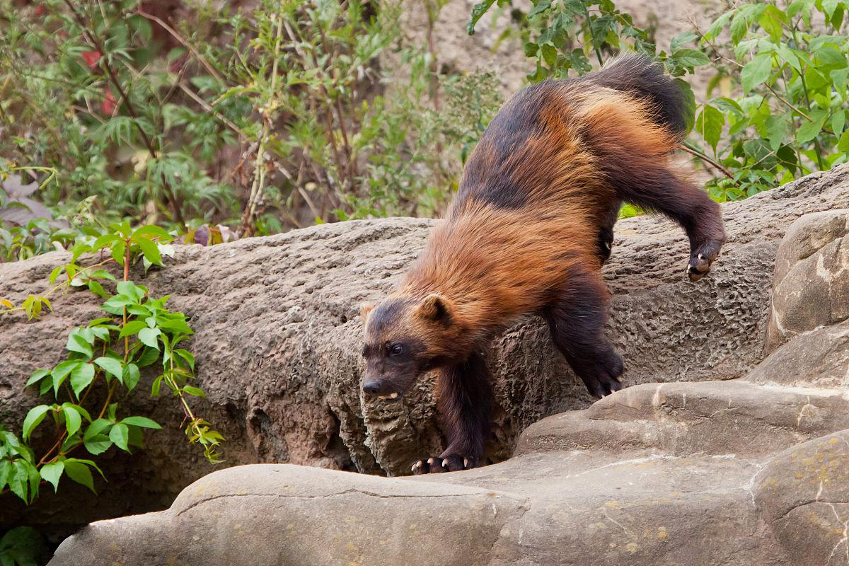 鼬科里平头哥是不是最厉害,鼬科最强猛兽