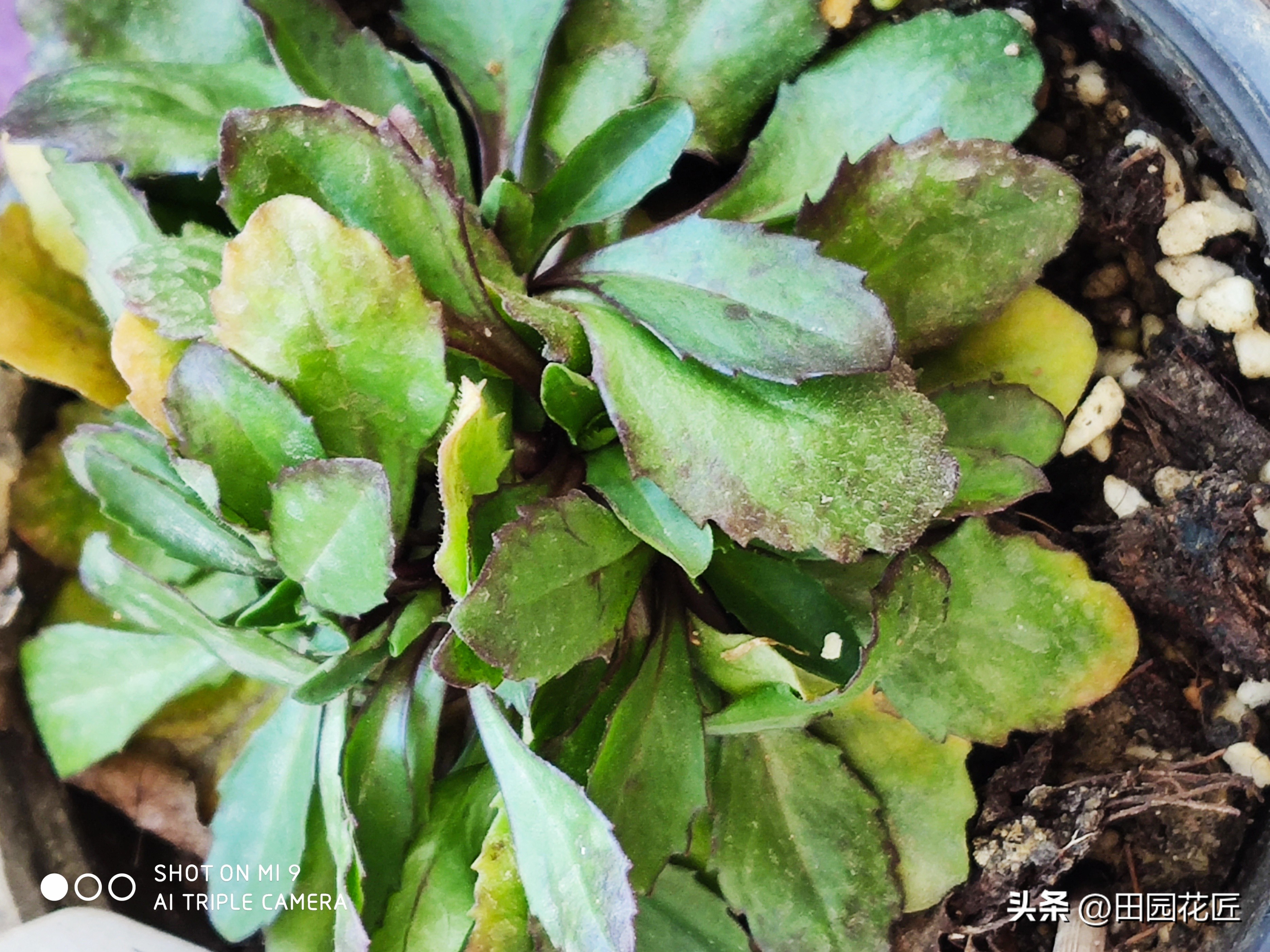 雏菊花期到了,当前该怎样养护才能让它花开的更多,花色更艳丽?