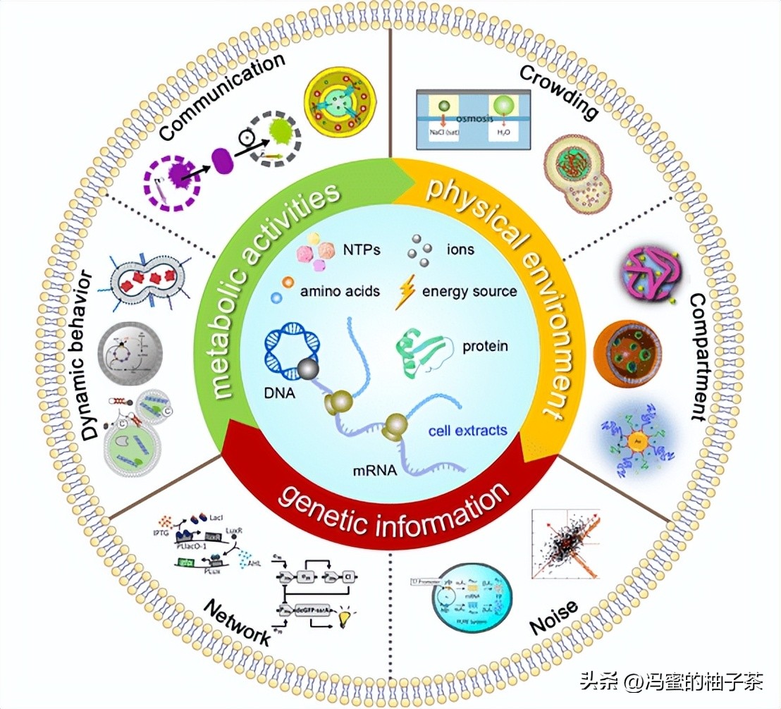 探索人工多酶网络构建代谢的优势:一种新的途径吗？