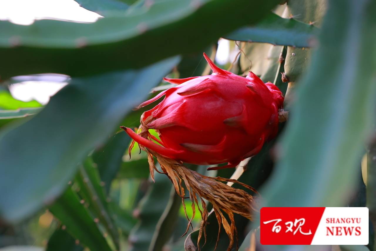 种植大户陈伟祥说：我要把“务农”这碗饭从苦吃到甜