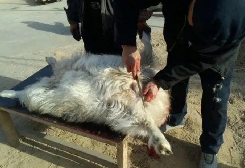 烧烤店宰羊发现羊肚里有5个羊宝，或价值百万！羊宝到底是什么？