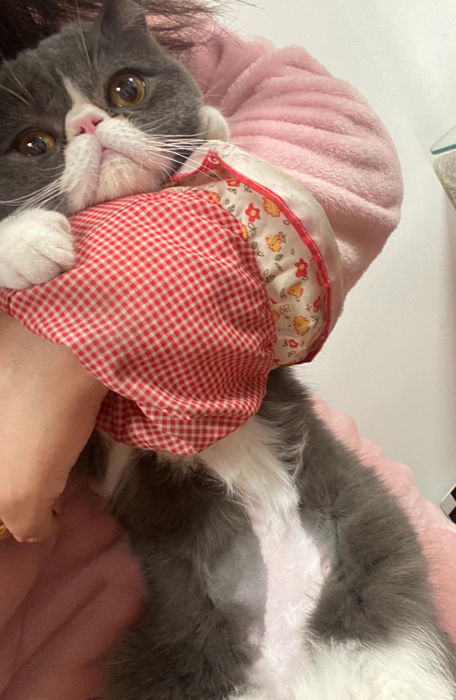 猫吞食异物手术危险吗,当猫要吐的时候怎么办