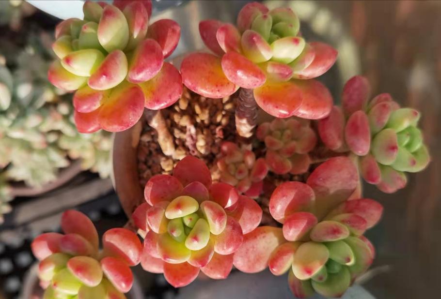 自带香味的叶子,有肉香的叶子