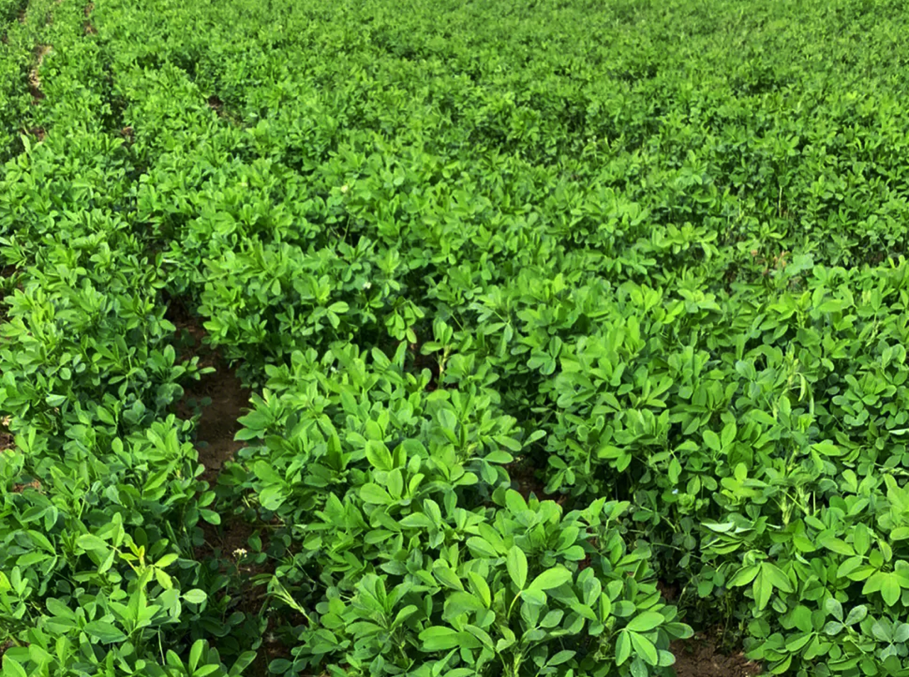 邓蓉：论我国草业的发展[论文]