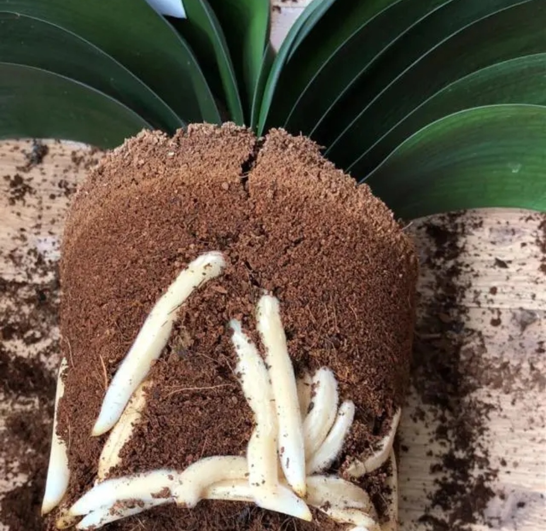 君子兰换盆注意事项及管理,在给君子兰换盆时你的方法正确吗