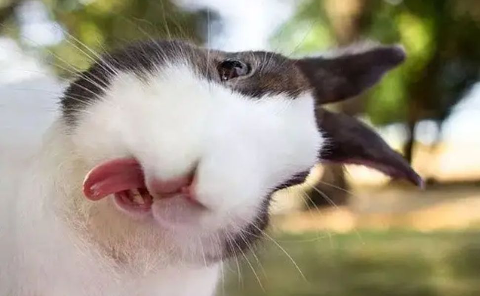 兔肉为什么没能成为主要肉食,吃草为何可以长肉