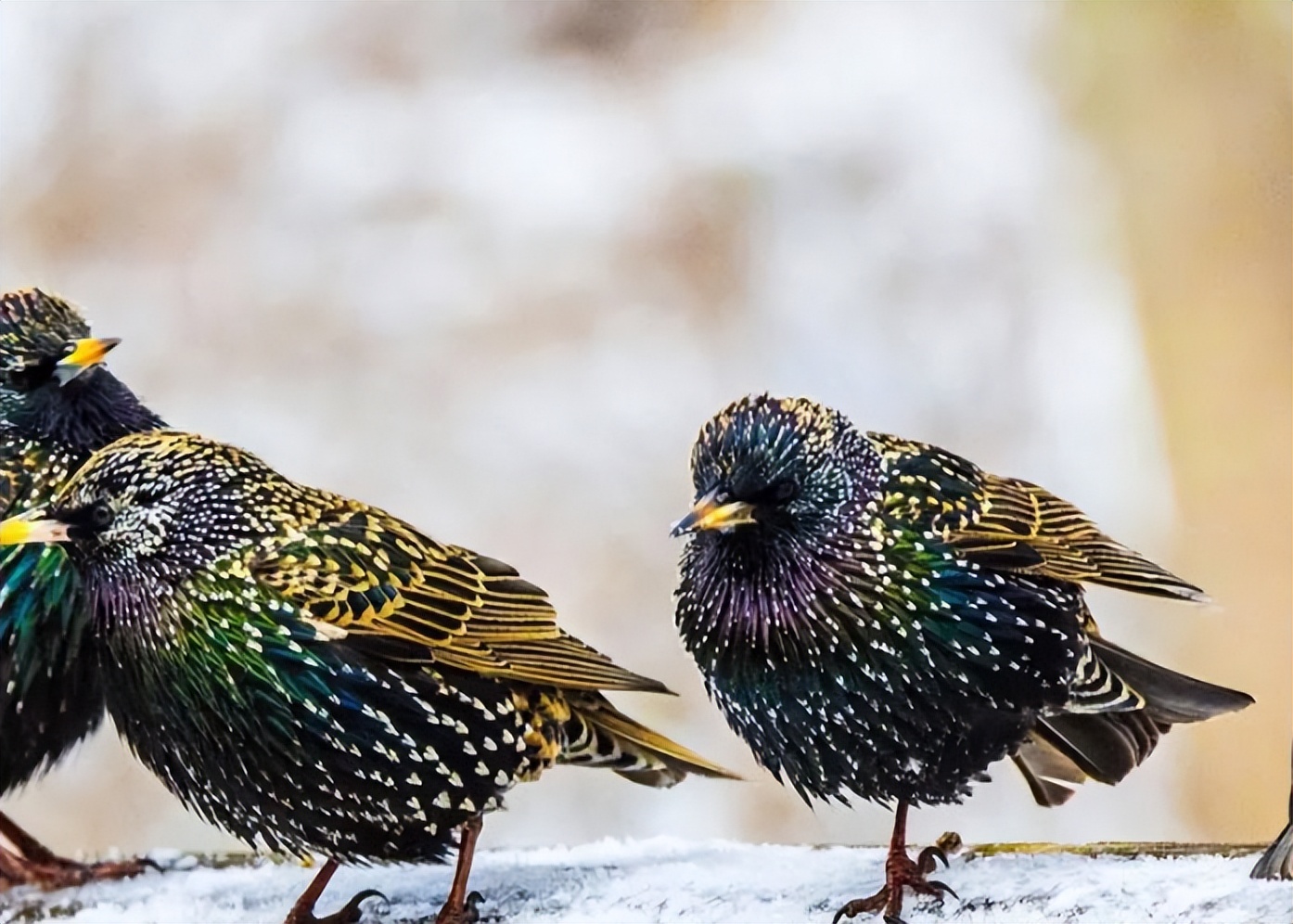 1890年美国放生了60只鸟，如今却每年损失10亿美元，人民苦不堪言