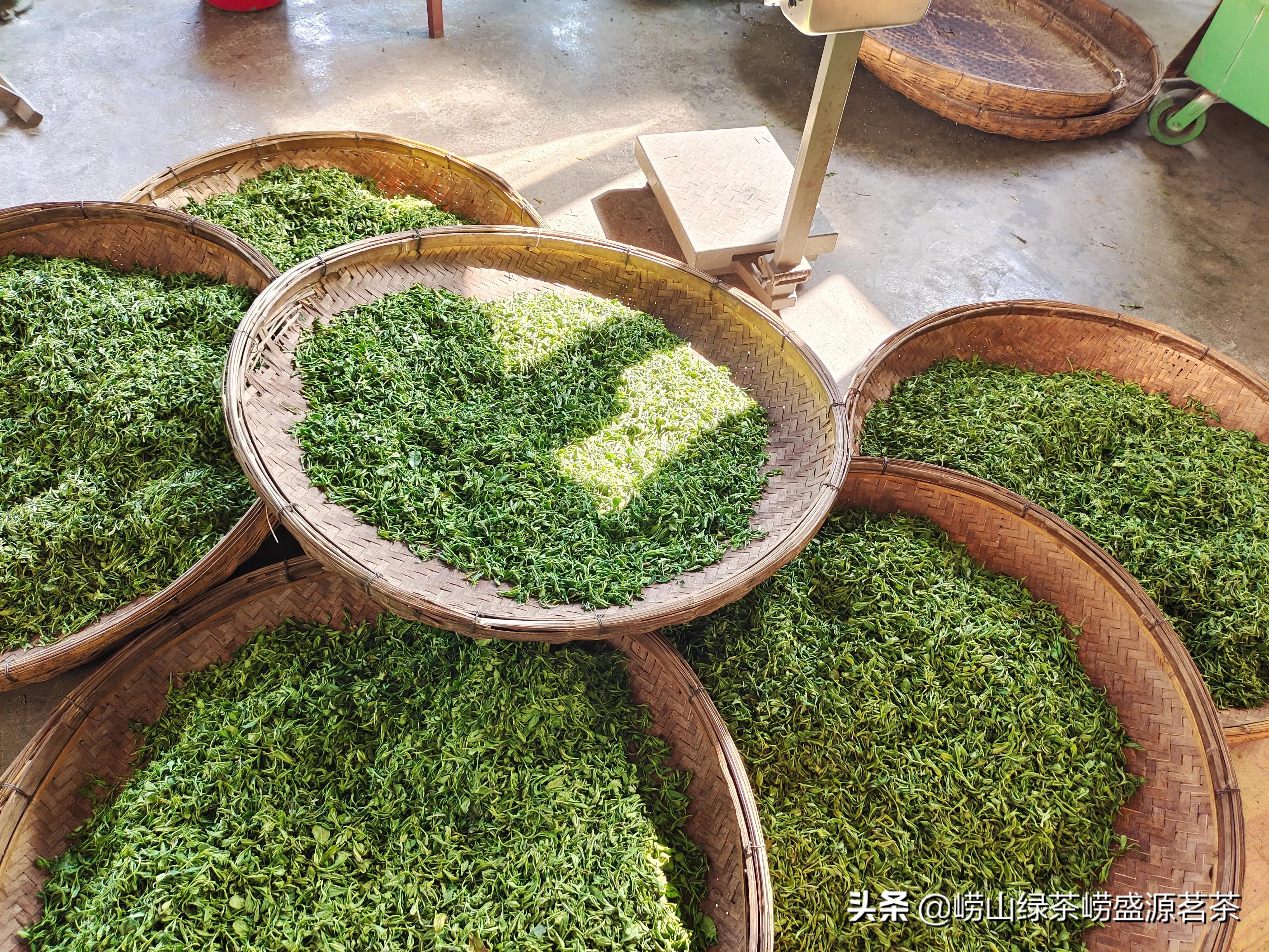 青岛崂山真正的崂山茶绿茶,崂山茶和日照绿茶哪家好
