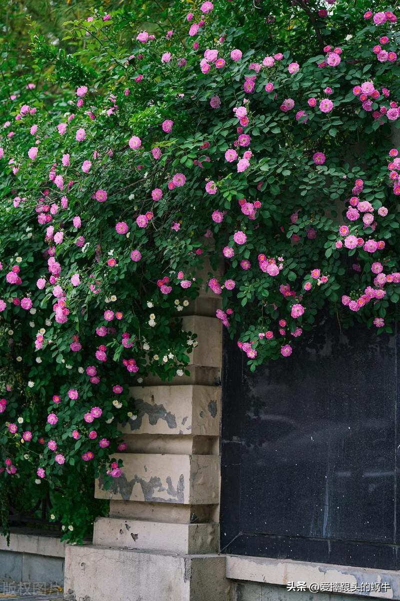 生如夏花灿烂的时候,生如夏花绚烂绽放歌曲视频