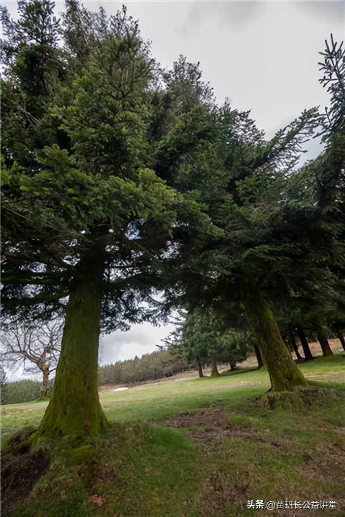 园林用高锰酸钾,高锰酸钾在园林的用途和用法