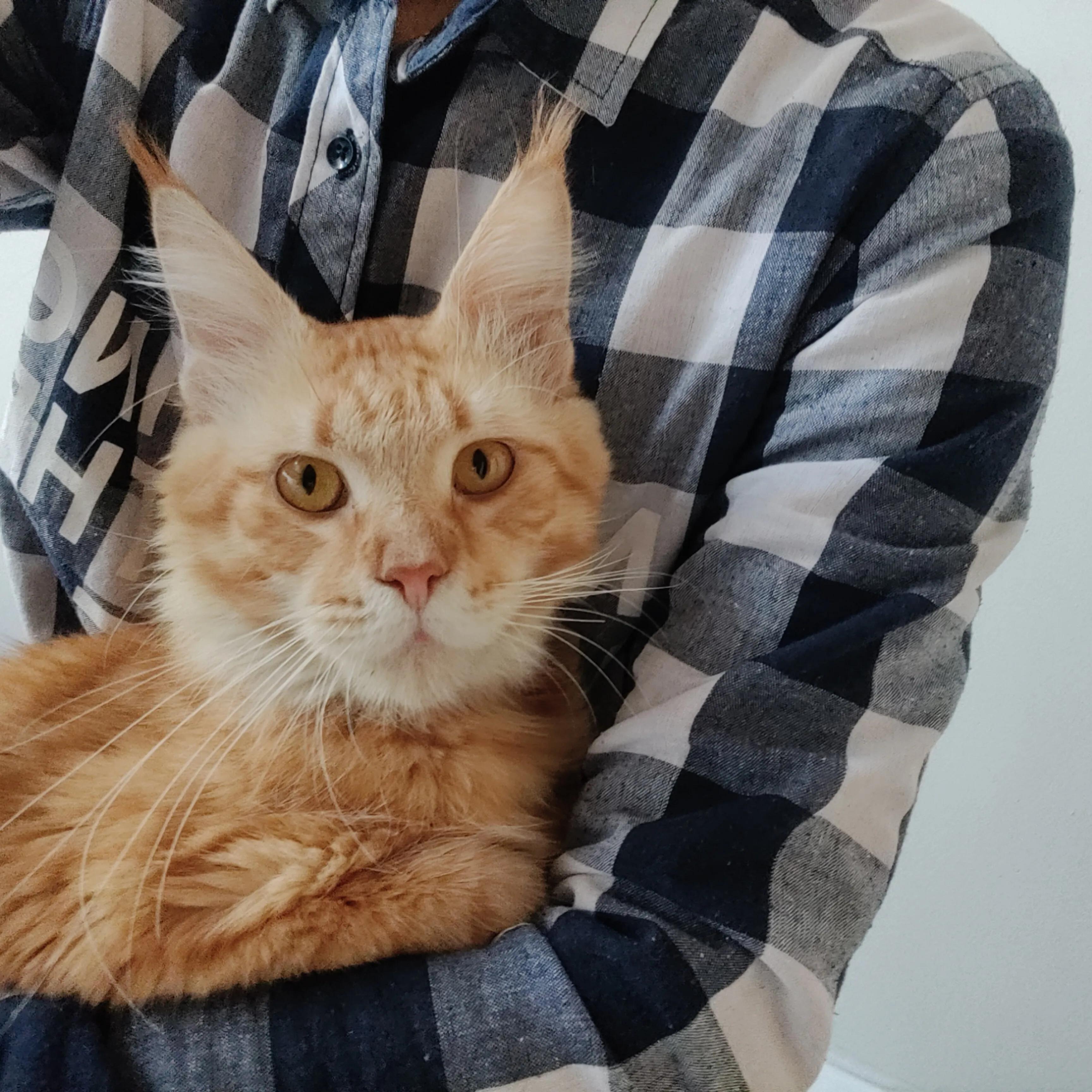 什么宠物好养有意思,这些超可爱的小宠物你养过吗