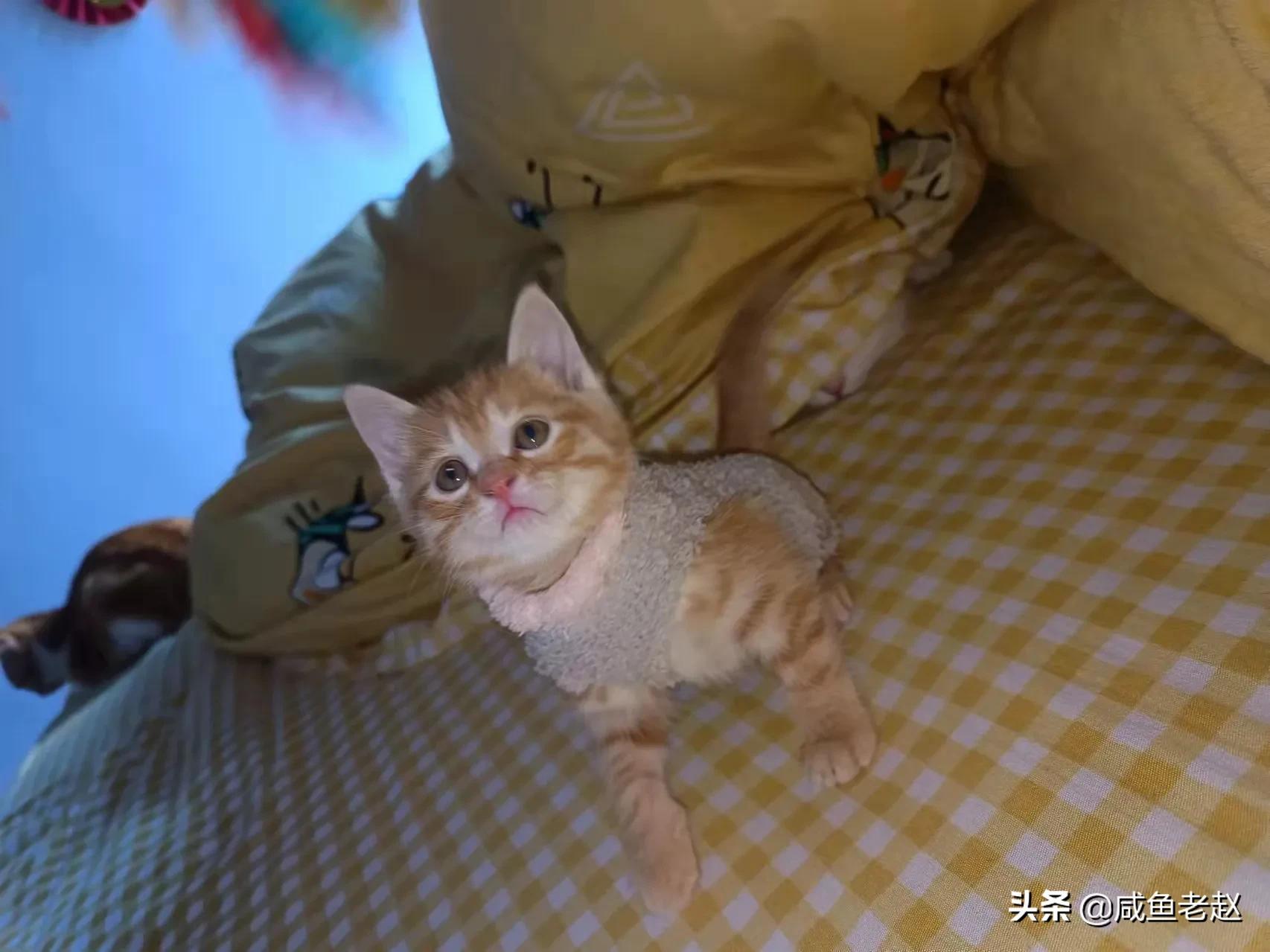 猫咪来我家了,猫咪来家里活泼