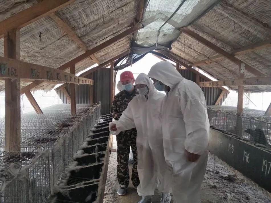 水貂养殖新技术,水貂皮草的养殖方法与技术