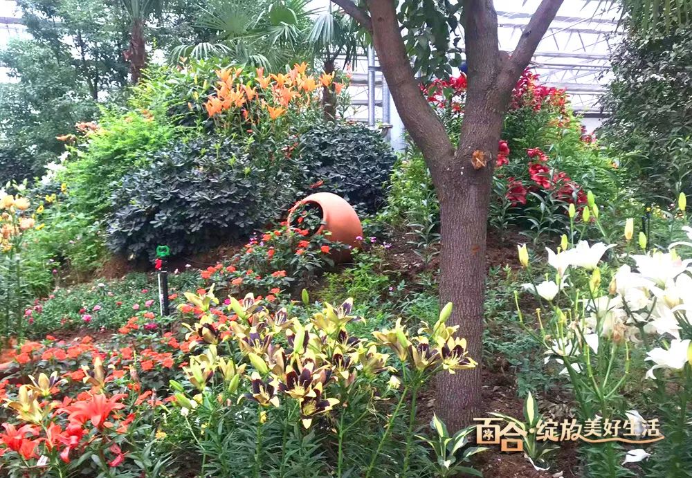 最美邂逅：百合博览园里美不胜收的名贵之花