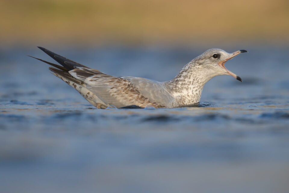 尼康拍野生动物,最好的拍野生动物相机
