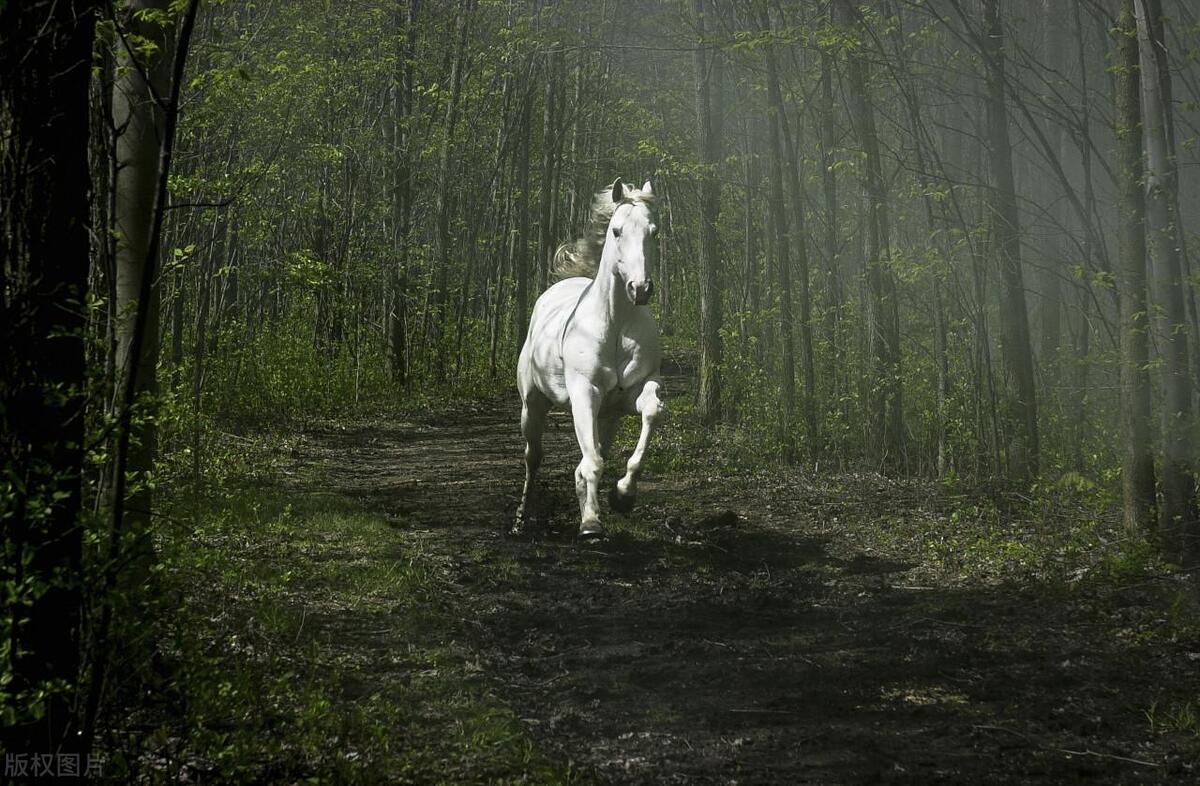 生肖文化之马,十二生肖古代马