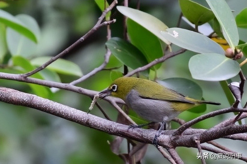 121.抓鸟养鸟（1）：概况杂说