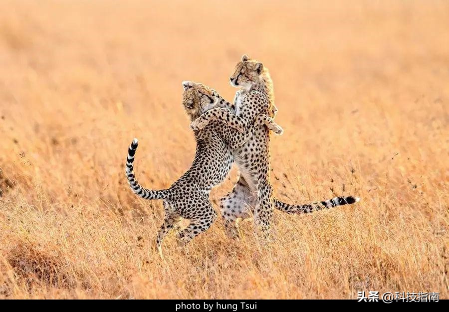 照片上的文字水印,照片上的水印是真的吗