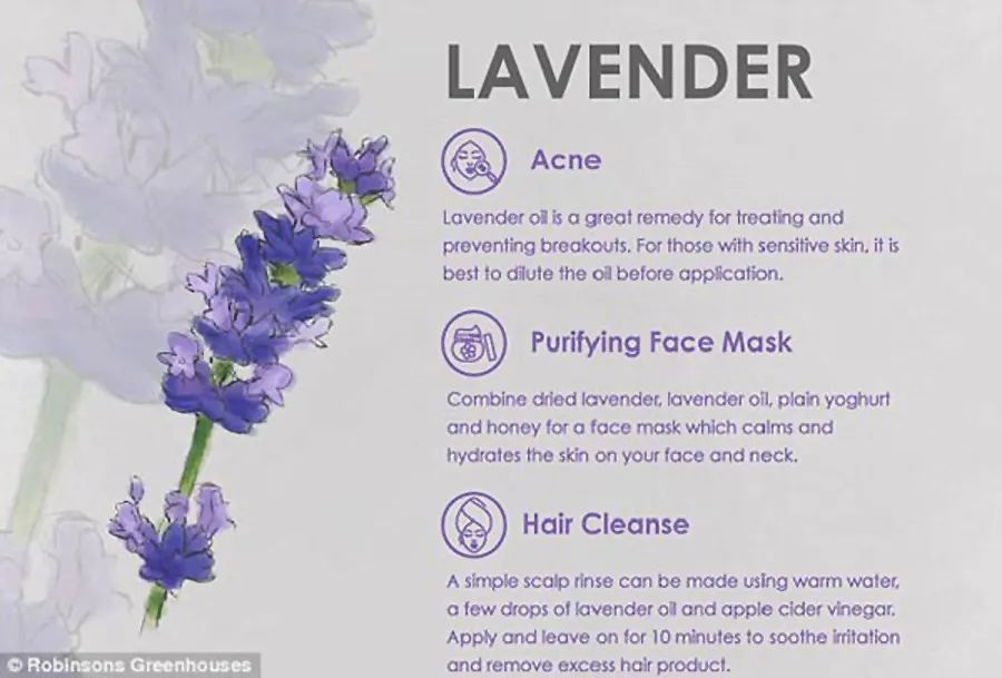 【双语资讯】鲜花天然美容法，皱纹、痘痘、黑眼圈全搞定