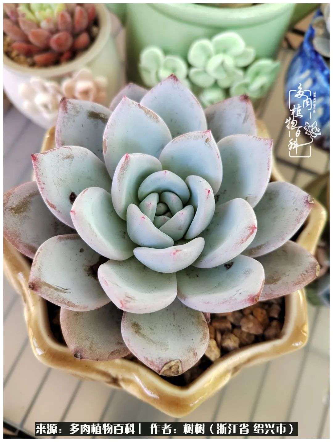 又临寒冬，暖阳下携手肉肉赏姹紫嫣红！