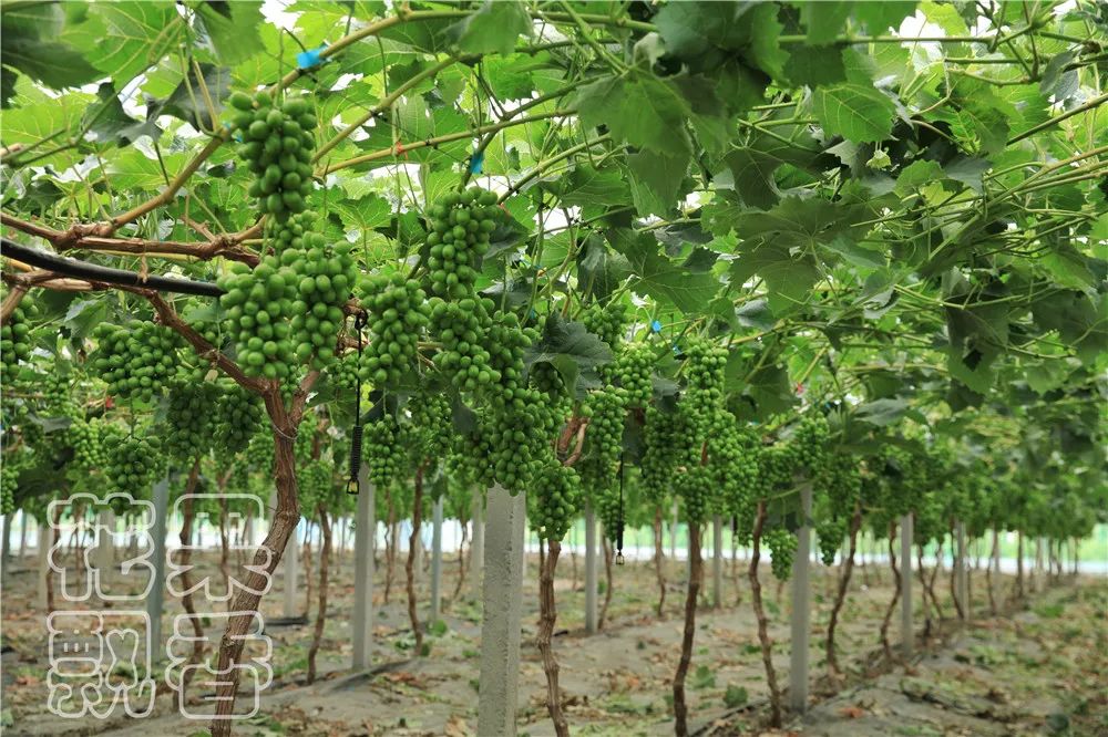 农业创收有妙招,农业应该怎么赚钱